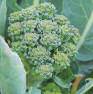 Disease-fighting-broc