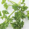 Disease-fighting-parsley