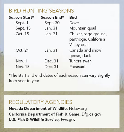 Bird Hunting Seasons