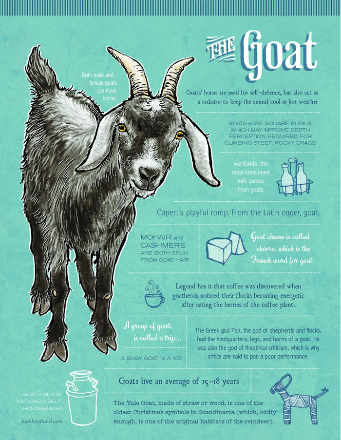 The Last Bite-Goat