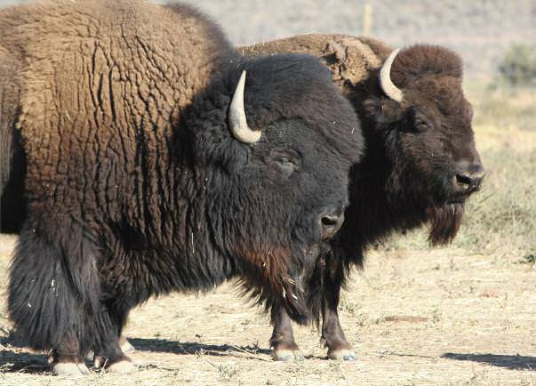 index-bison