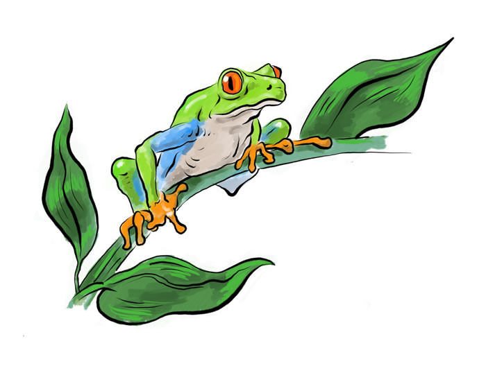 Rain Forest Frog th