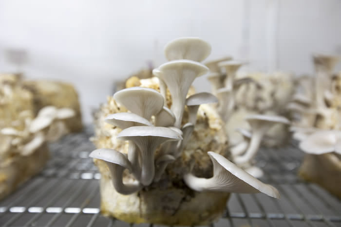 EdibleRenoTahoe Mushrooms 025