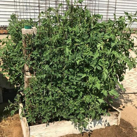 Big Tomatoes In KICK Garden Soil 2017