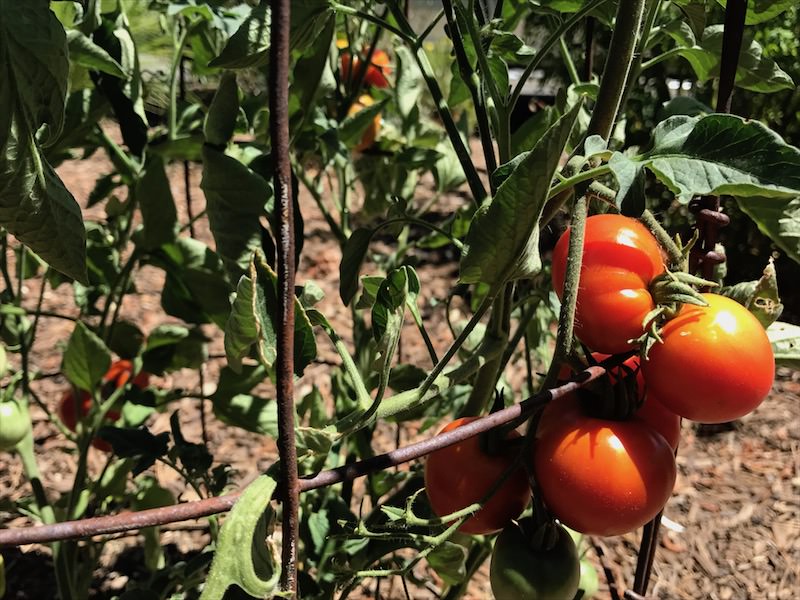 Stupice Tomatoes 2017