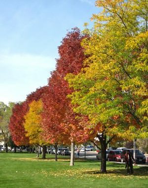 fallcolor at picket park