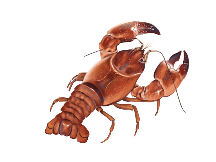 Invasive species crayfish wr