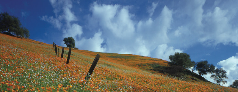 poppy field