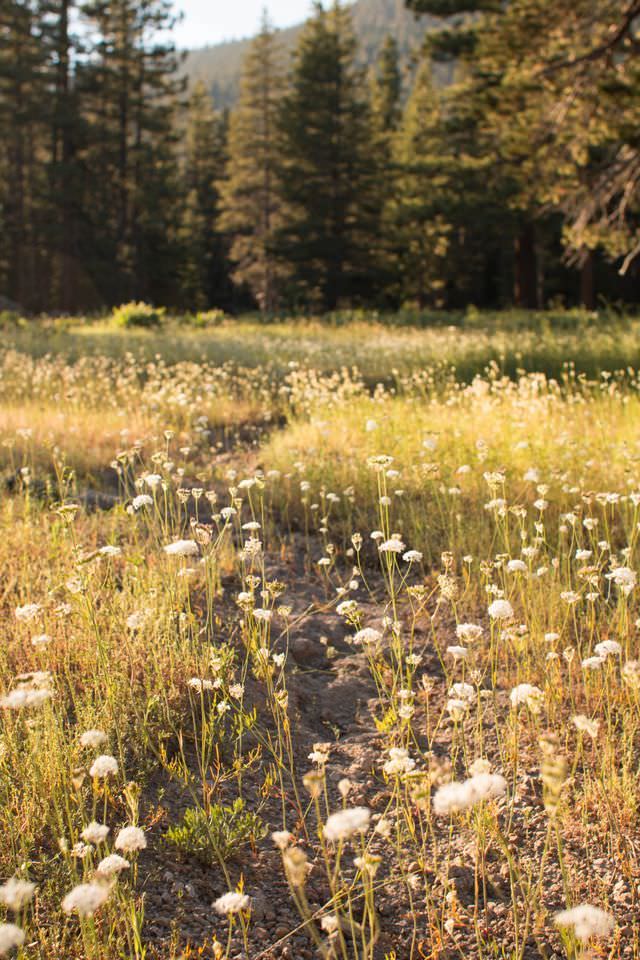 wildflowers