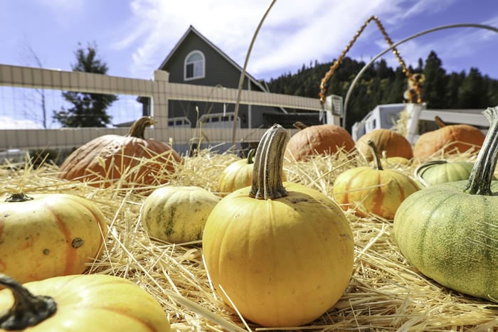 lil megs pumpkin patch 5