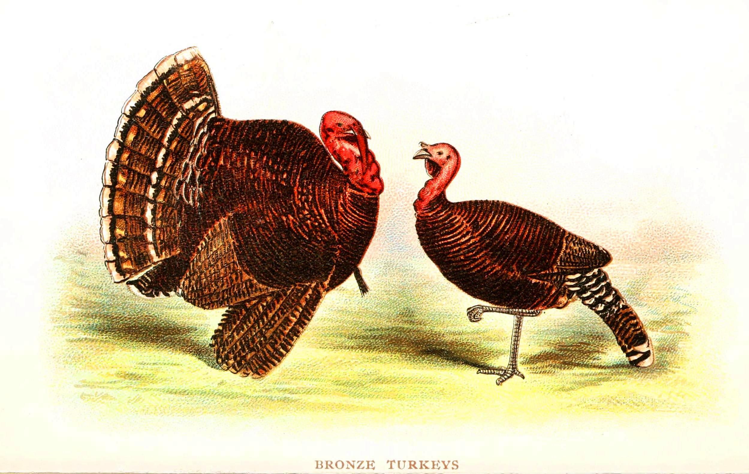 Bronze turkeys