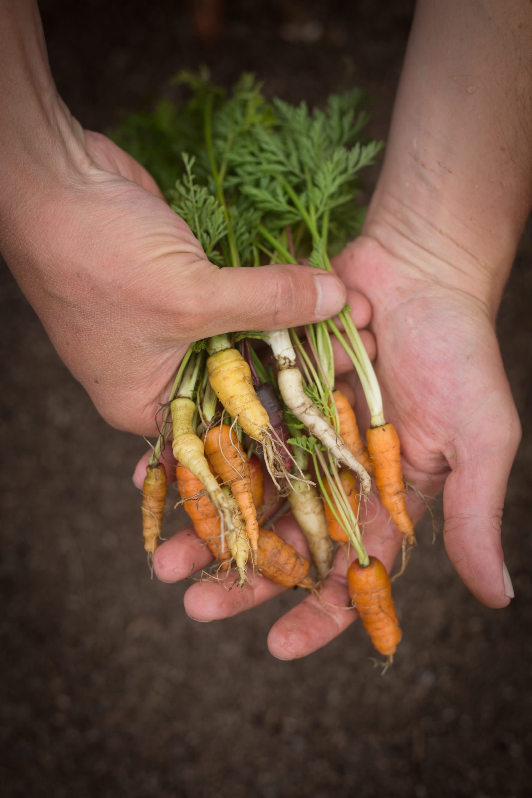 Nicks Cove Farm Carrots at The Croft at Nicks Cove credit Mike Norquist copy