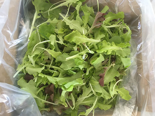 Lettuce-salad-bowl-loose-leaf.jpg