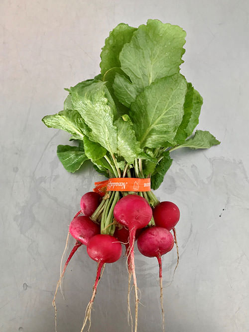 Radish-Rover-red-round.jpg