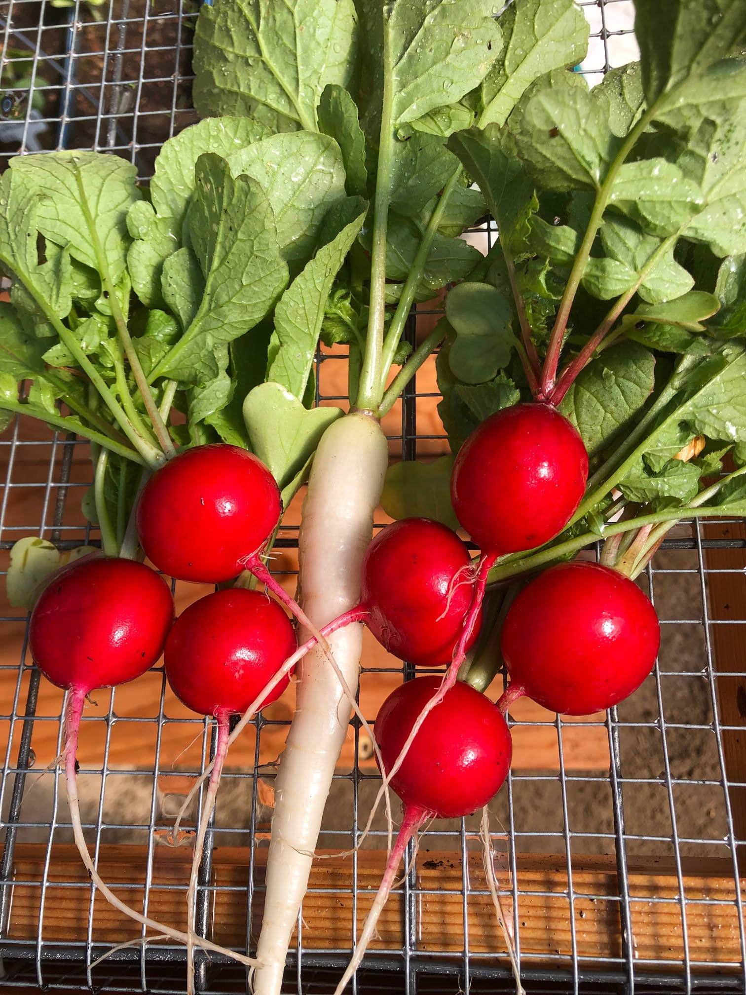 Radish