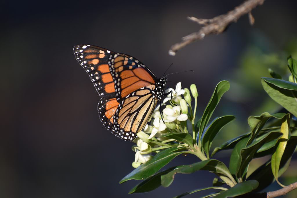 Butterflies Monarch photo by Chris Halsch
