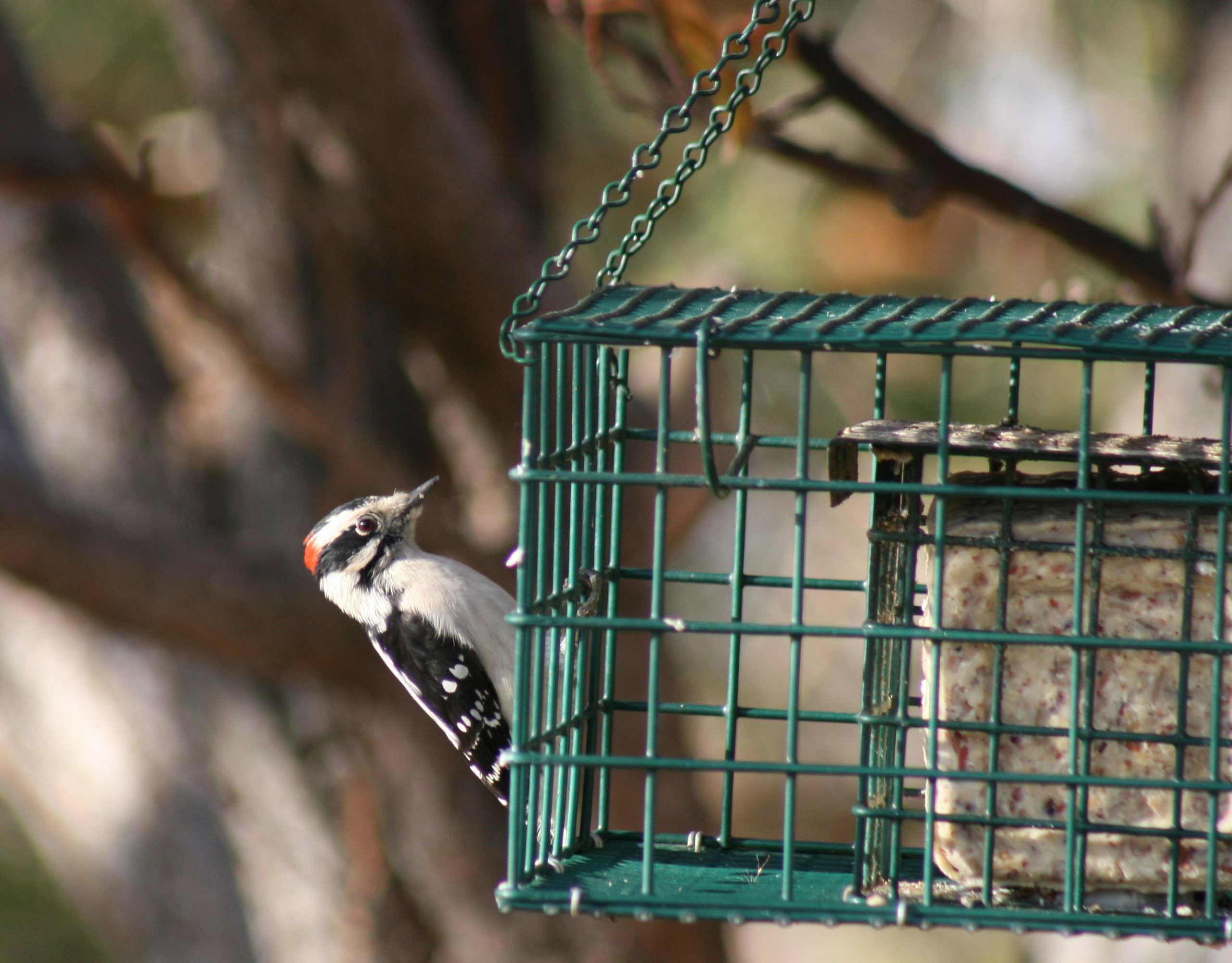 Downy Woodpecker on suet feeder