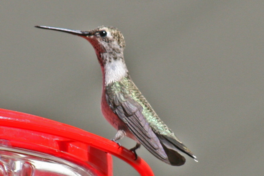 Female Black chinned Hummingbird