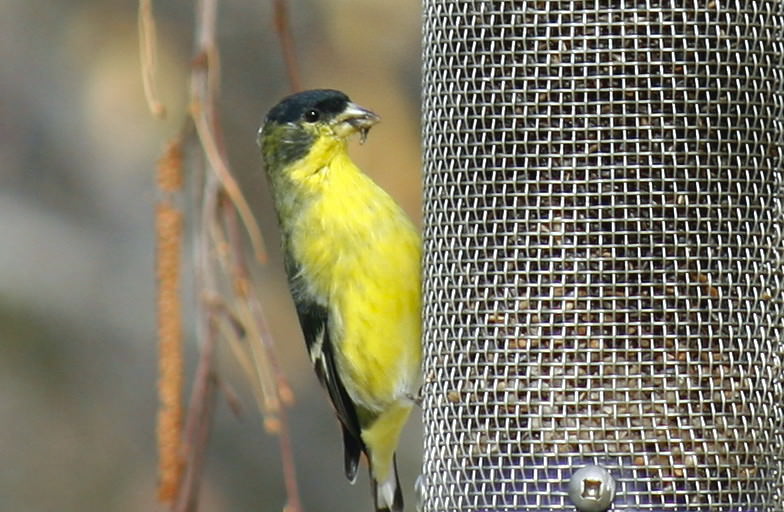 Male Lesser Goldfinch on nyger feeder