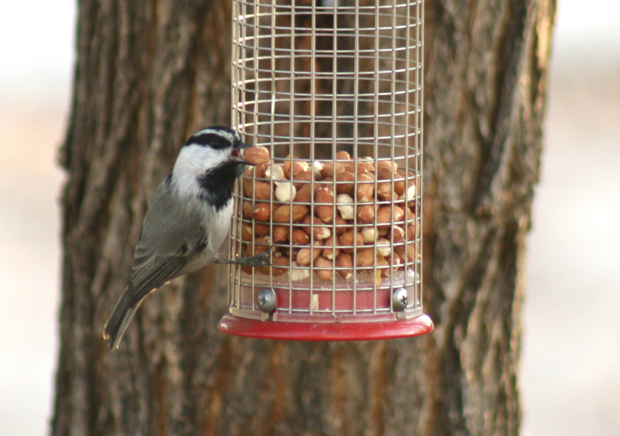 Mtn. Chickadee on peanut feeder