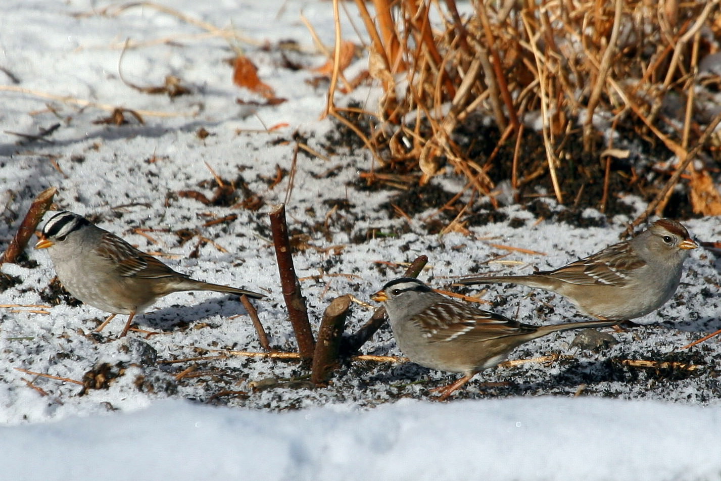 White crowned Sparrows