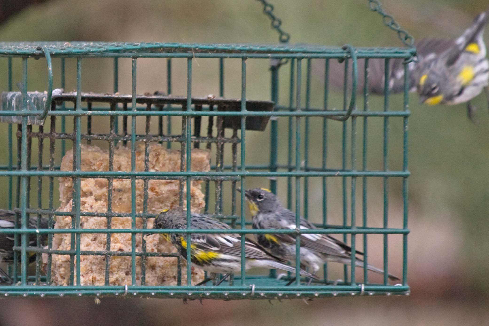 Yellow rumped warblers at suet feeder