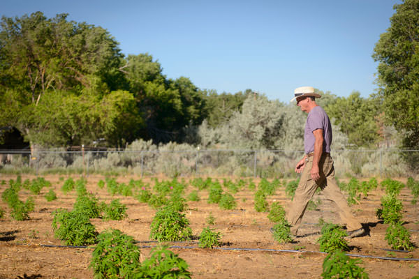 O’Farrell surveys his crops at Sierra Nevada Hemp