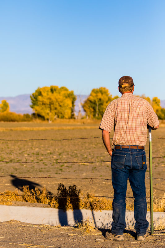 web Fallon Maltster Arney Martin looking at his sprouting triticale field 1