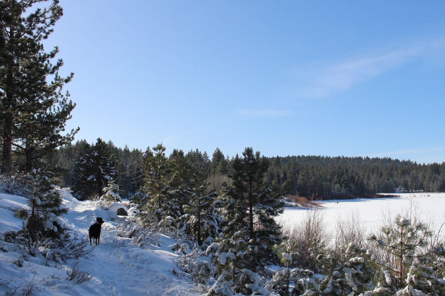 Snow covered trails with dog in foreground - The 2.5-mile trail around Spooner Lake is flat and is frequented by snowshoers and cross-country skiers alike