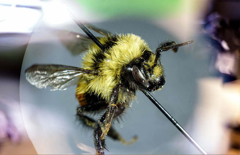 web Bee research jake1