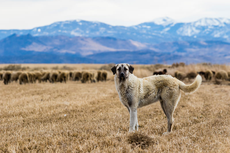 web Borda Ranch Kangal Shepherd Dog with sheep 1