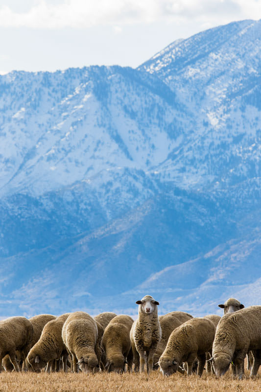 web Borda Ranch Sheep and medium distance 10
