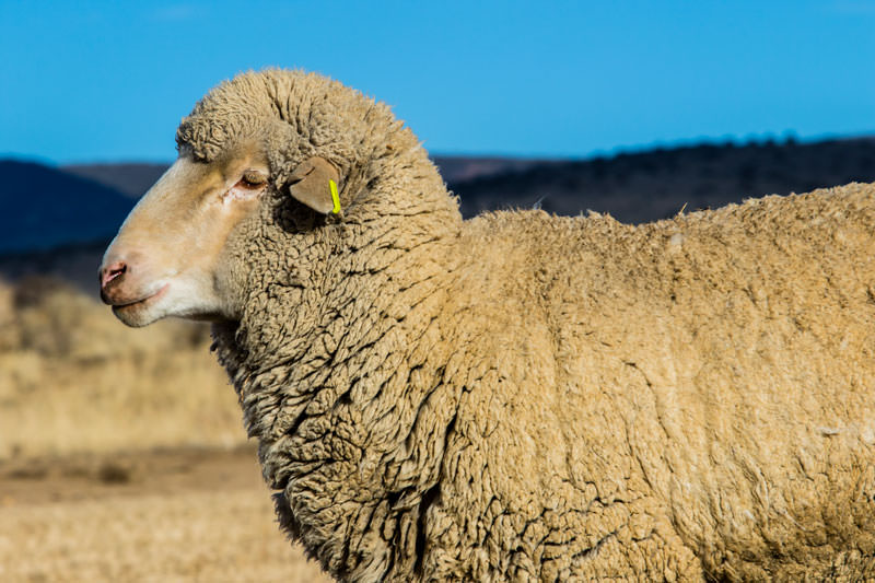 web Borda Ranch Sheep close up 2