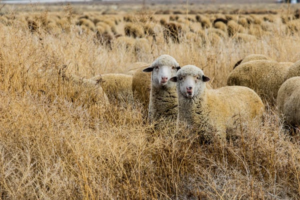 Sheep graze on weeds as part of Borda Ranch's land stewardship efforts. Photo by Ty O'Neil