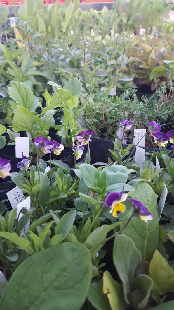 Fisk Farm Herbs, Two Ravens Farm, and Mewaldt Organics are offering sliding-scale discounts for their seedlings. Photo courtesy of Fisk Farms Herbs