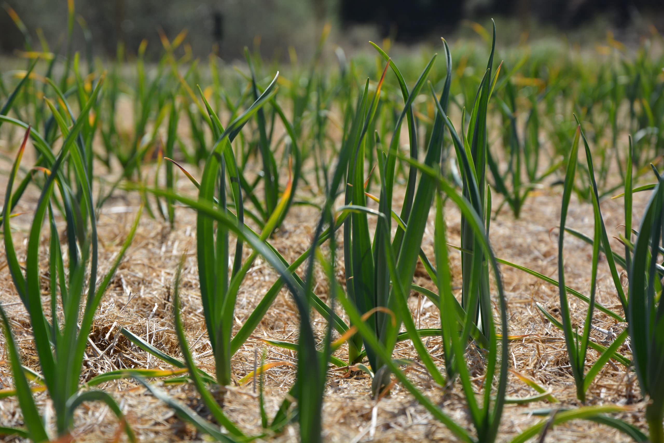 garlic growing in rows