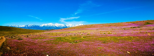Blooming pink flowers on valley hills with snowcapped mountains in distance