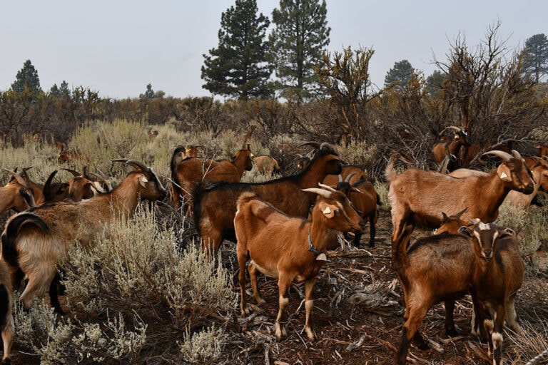 Spanish goats enjoy a snack of flashy fuels as they help clear an area near Caughlin Ranch in Reno