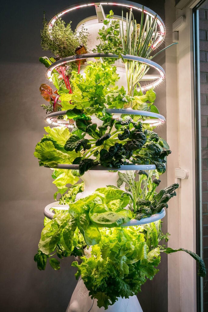 The Lettuce Grow hydroponic, indoor farming system. Photo by Olga Miller