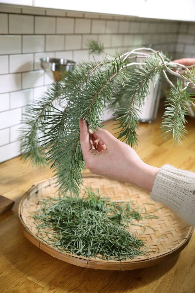 Walshaw removes needles from Douglas fir branches by hand