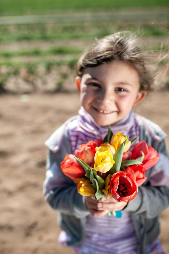 Merlot Lubelt, 5, of Reno, holds a bouquet of tulips that she picked at Andelin Family Farm