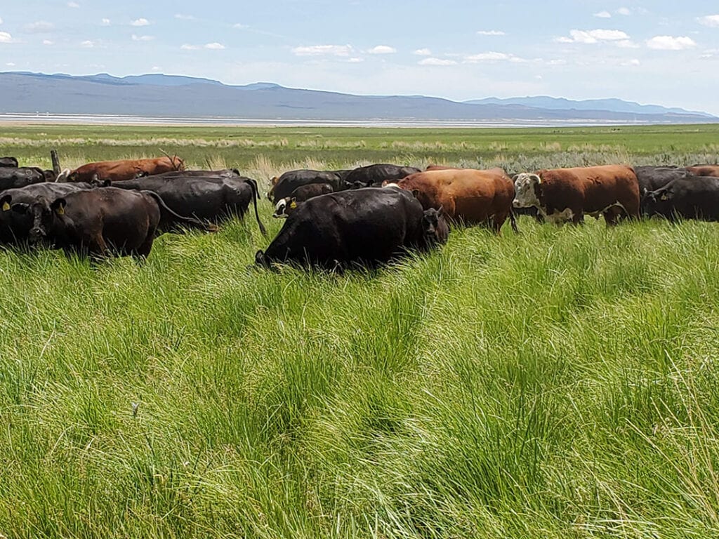 Grass-fed cattle on Spencer Smithโs ranch in Surprise Valley engage in short-duration/high-intensity grazing. Photo courtesy of Spencer Smith