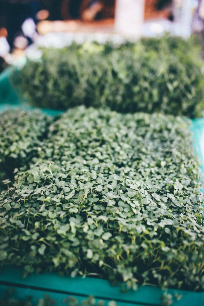 Fresh microgreens from Biggest Little Microgreens, a vendor at the Riverside market