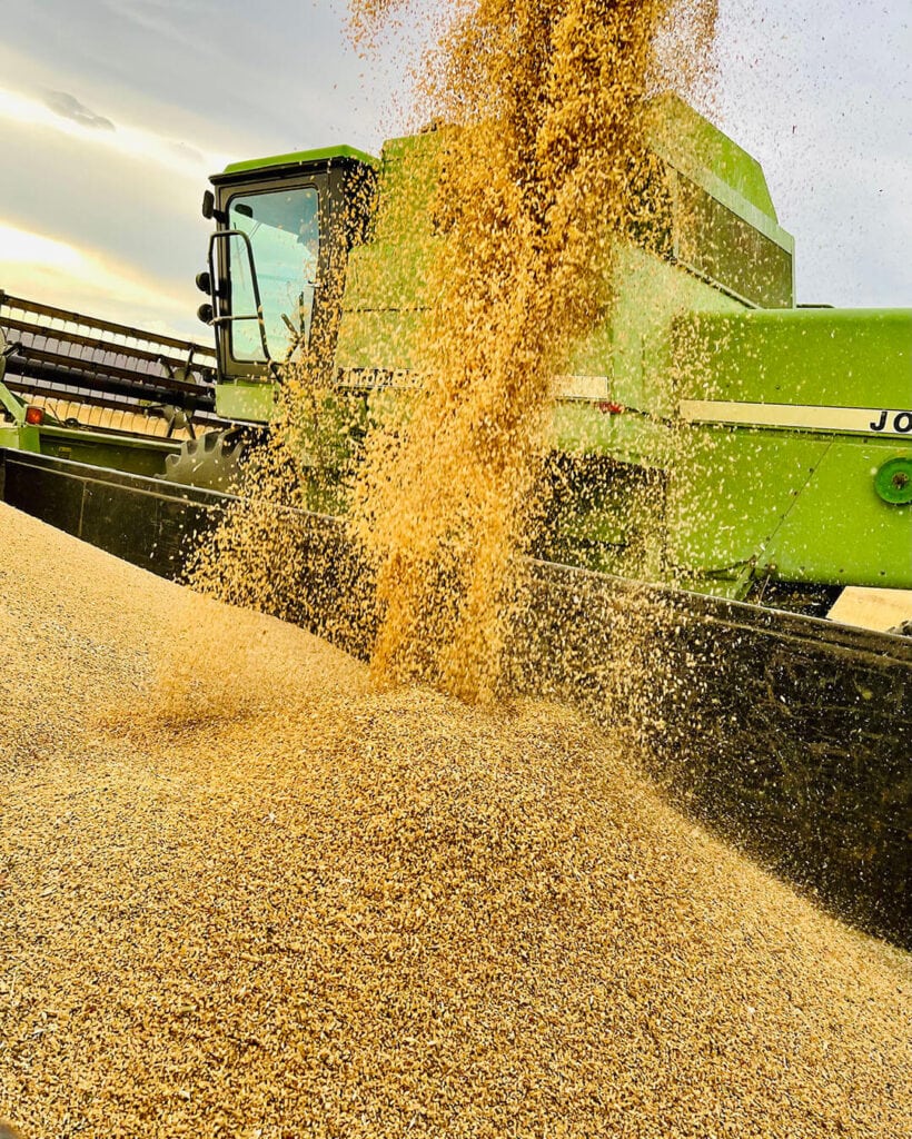 The fall wheat harvest of 2021