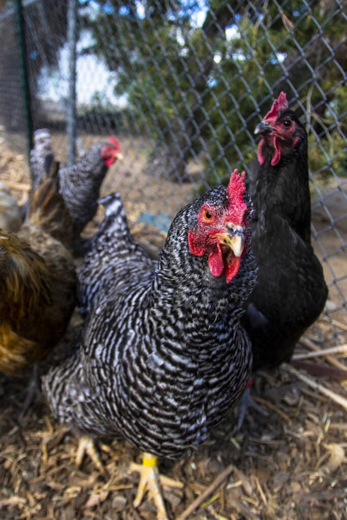 Chickens at The Radish Hotel in Sparks