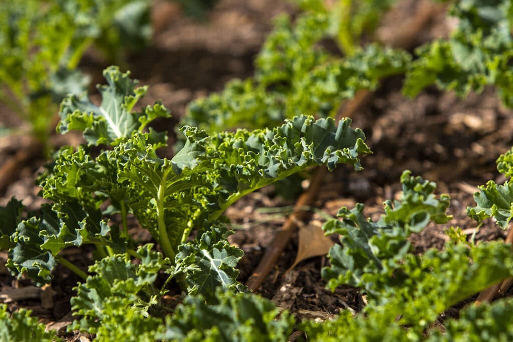 Kale grows at Leon’s farm