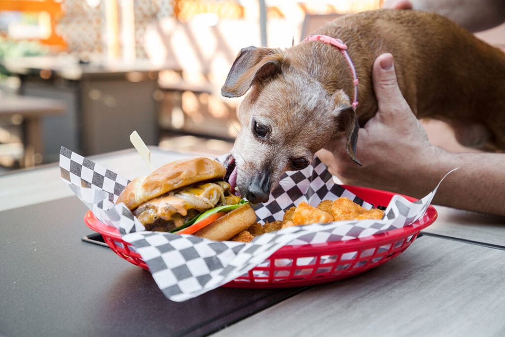 Annika is always up for the PigShack Classic at Pignic in Reno. Photo by Olga Miller