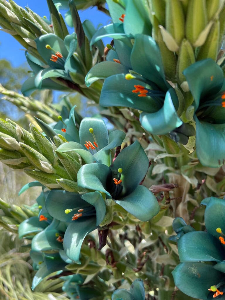 A blooming puya at the University of California Botanical Garden. Photo by Jaci Goodman