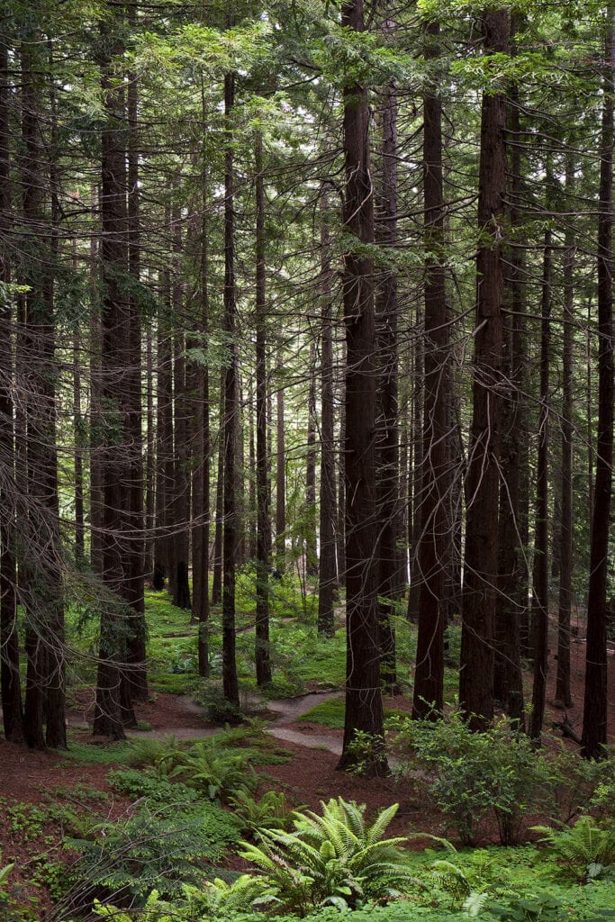 Redwoods at UC Botanical Garden. Photos courtesy of Visit Berkeley