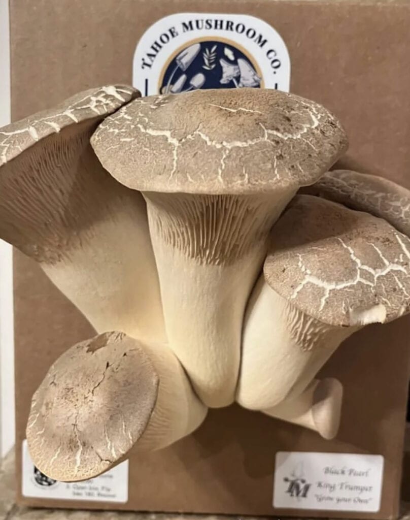 Black pearl king trumpet mushroom grow kit